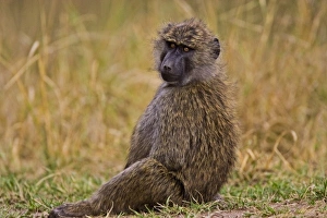 Africa, Kenya