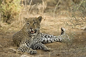 Images Dated 22nd November 2005: Africa, Kenya