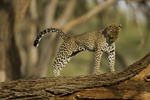 Images Dated 14th February 2005: Africa, Kenya