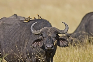 Africa, Kenya