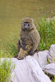 Africa, Kenya