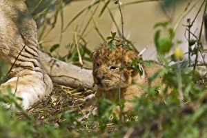 Africa, Kenya