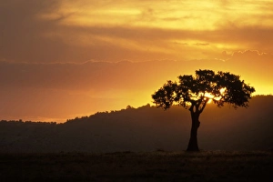 Images Dated 17th July 2009: Africa, Kenya