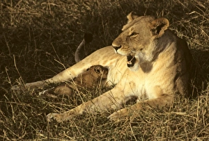 Images Dated 20th May 2009: Africa, Kenya