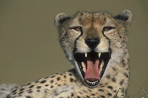 Africa, Kenya