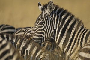 Africa, Kenya