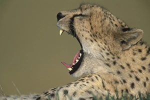 Africa, Kenya