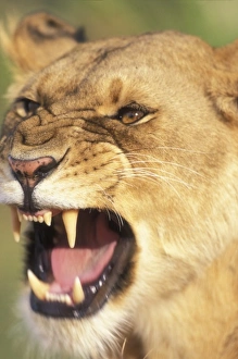 Africa, Kenya