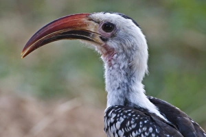 Africa, Kenya