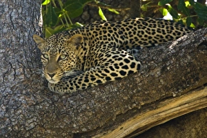 Africa, Kenya
