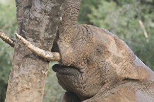 Africa, Kenya