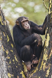 Africa, Kenya