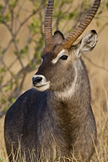 Africa, Kenya