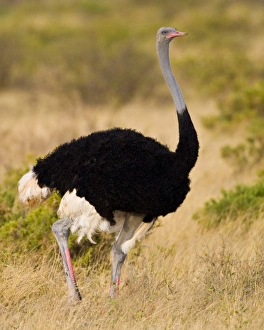 Africa, Kenya