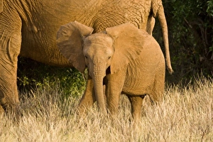 Images Dated 19th July 2008: Africa, Kenya
