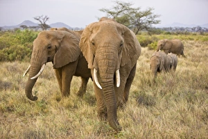 Images Dated 19th July 2008: Africa, Kenya