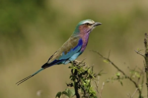 Africa, Kenya