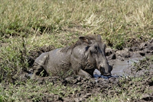 Images Dated 2nd September 2008: Africa, Kenya