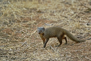 Africa, Kenya