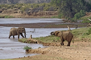 Images Dated 23rd August 2008: Africa, Kenya