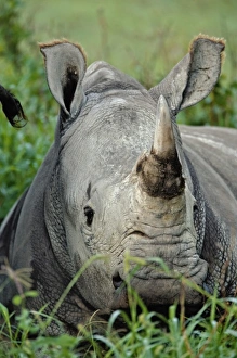 Africa, Kenya