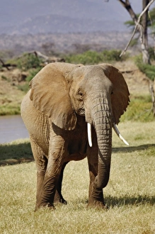 Images Dated 23rd August 2008: Africa, Kenya