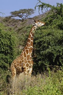 Images Dated 23rd August 2008: Africa, Kenya