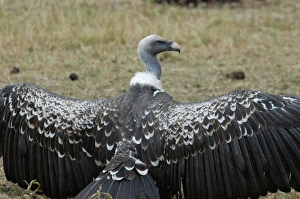 Images Dated 2002: Africa, Kenya