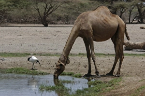 Images Dated 15th September 2005: Africa, Kenya