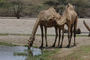 Images Dated 15th September 2005: Africa, Kenya