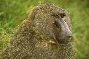 Africa, Kenya