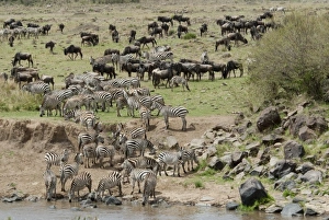 Images Dated 27th September 2009: Africa, Kenya