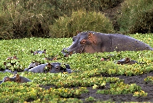 Images Dated 21st March 2011: Africa, Kenya