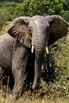 Images Dated 21st March 2011: Africa, Kenya