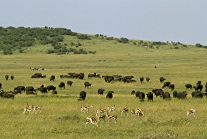 Images Dated 21st March 2011: Africa, Kenya