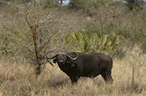 Africa, Kenya