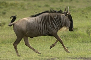 Africa, Kenya