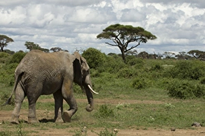 Africa, Kenya