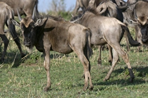 Africa, Kenya