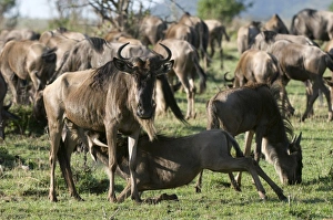 Africa, Kenya