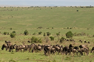 Africa, Kenya