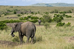 Africa, Kenya