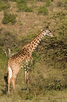 Africa, Kenya