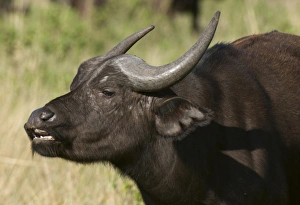 Africa, Kenya