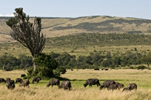 Africa, Kenya