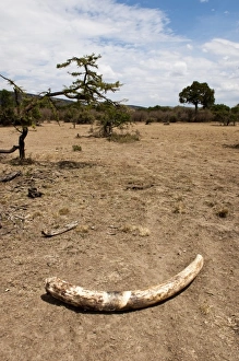 Images Dated 2nd October 2009: Africa, Kenya