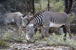 Africa, Kenya