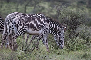 Africa, Kenya