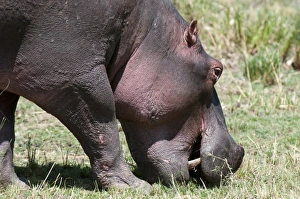 Images Dated 7th October 2009: Africa, Kenya