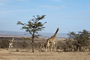Images Dated 11th October 2009: Africa, Kenya